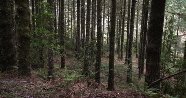 Weg Het Bos Met Hoge Pijnbomen — Stockvideo