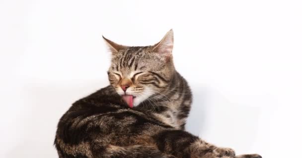 Cute Domestic Cat Light Background — Stock Video