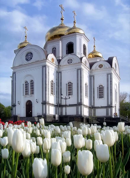 Krasnodar, Rusya - 27 Nisan 2007: Güzel St. Alexander Nevsky Ortodoks Katedrali artış mavi gökyüzü güneşli bir bahar beyaz Lale çiçek ile ön plan üzerinde. Dikey doğal peyzaj