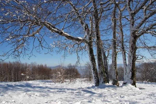 Krásný Zasněžený Kavkaz Horský Les Pod Modrou Oblohou Sunny Malebnou — Stock fotografie