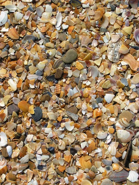 Kesir kahverengi midye kabuğu rock parçacıklar doku ve arka plan zor. Deniz sahilinde gelen kum ve kum oluşumu.