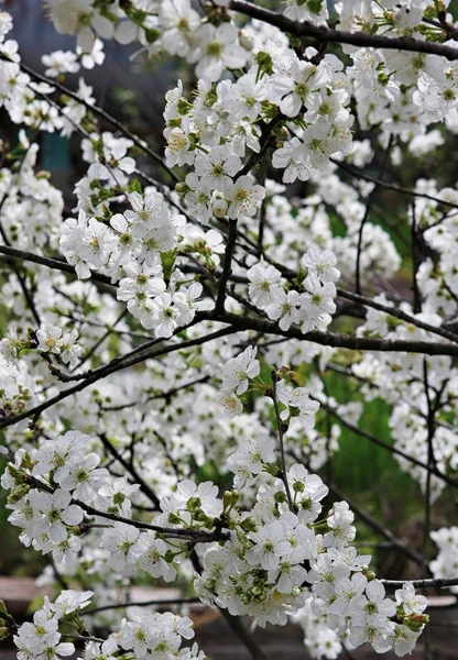 Beautiful white blooming flower of cherry tree. Natural spring close up background — Stock Photo, Image