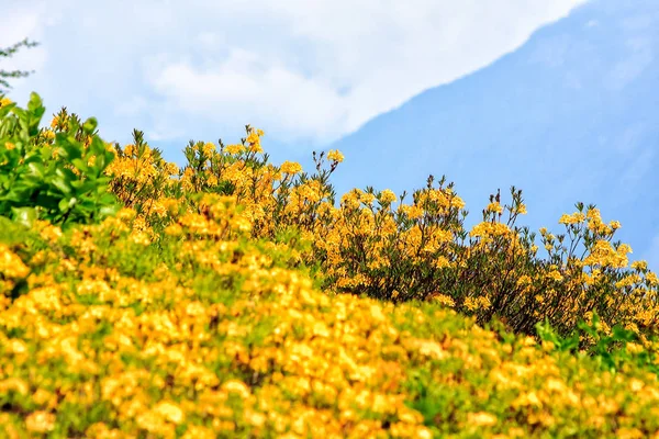 Желтые цветущие азалии заросли цветов в горах Кавказа. Живописный солнечный летний пейзаж — стоковое фото