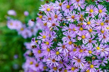Güzel mor çiçek açan papatya çiçek. Doğal yaz çiçek arka plan. Görünümü kapatın