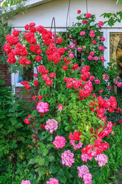 Bela flor vermelha rosa arbusto no jardim em casa no campo no verão. Decorações e jardinagem. Vista vertical — Fotografia de Stock