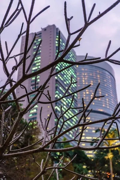 Hong Kong naturskön kväll stadsbilden. Hong Kong skyskrapa veiwed genom trädgrenar — Stockfoto