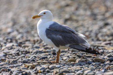 Güzel gri martı doğal arka planda sahil çakıl deniz plajı üzerinde duruyor. Görünümü kapat