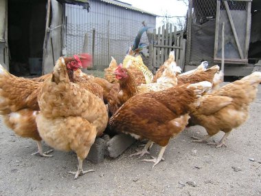 Aç tavuklar kırsal çiftlikta kuş yemi kuş yedirirler. Köyde kümes hayvanları besleme