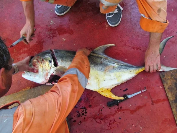 Námořníci na palubě, velké čerstvé tuňákové ryby ulovené v oceánu — Stock fotografie