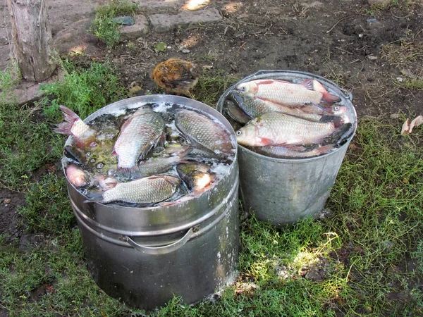 Pescado fresco de carpa capturado en cubos de metal en el campo. Vista de cerca — Foto de Stock