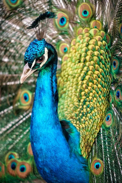 Pavo cristatus macho pavo real vertical de cerca. Exhibición de cortejo de cola ventilada — Foto de Stock