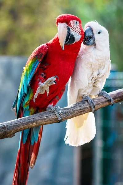 Пара красивых разноцветных попугаев карибского ара, сидящих на барной стойке, демонстрирующих любовь и преданность — стоковое фото