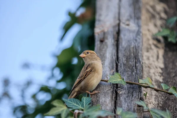 Pájaro gorrión sentado en un techo de madera en el campo. Vista de cerca — Foto de Stock