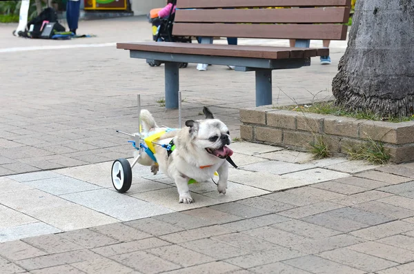 Cão deficiente inválido aleijado nas ruas de Hong Kong. Amor, ajuda e cuidado para animais de estimação conceito . — Fotografia de Stock