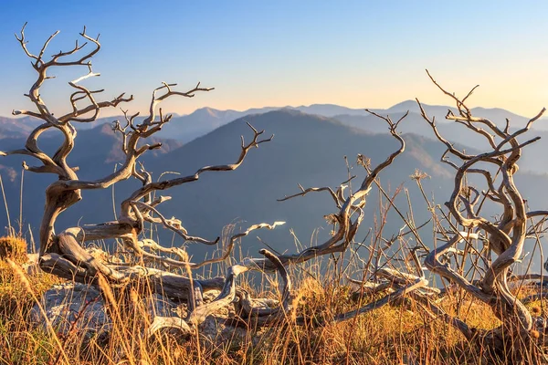 Живописный вид Кавказских гор с высохшими ветвями на горном и голубом осеннем фоне неба на закате. . — стоковое фото