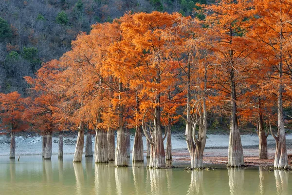 Beautiful red cypress wood in mountain lake in Sukko by Anapa, Russia. Autumn scenic landscape. Caucasus mountains. Taxodium distichum.