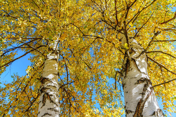 Scenic golden autumn sunny day countryside background of two trunks of yellow birch tree and blue sky