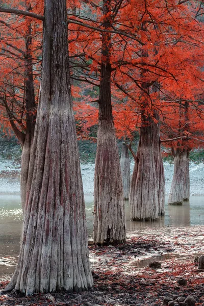 Beautiful red cypress wood in mountain lake in Sukko by Anapa, Russia. Autumn scenic landscape. Caucasus mountains. Taxodium distichum. Vertical view.