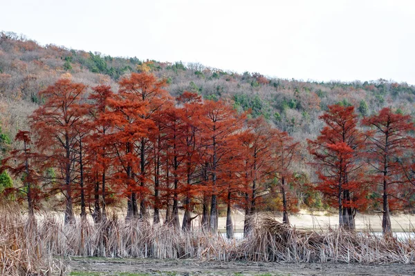 Beautiful red cypress wood in mountain lake in Sukko by Anapa, Russia. Autumn scenic landscape. Caucasus mountains. Taxodium distichum.