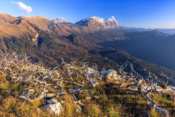 Nádherná malebná podzimní modrá obloha v kavkazských horách se sušenými jalovcové větve na výstupu. Hora Fisht viděna z Chernogor na vrcholku kopce. Rusko, západní Kavkaz — Stock fotografie