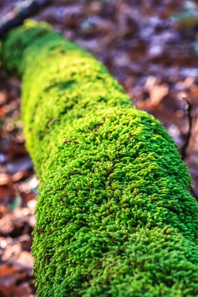 Musgo verde no tronco da árvore na floresta de outono. Natureza fundo — Fotografia de Stock