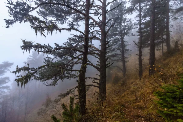 Otoño místico dramático Bosque de pino de montaña del Cáucaso en la niebla al atardecer. Paisaje escénico — Foto de Stock