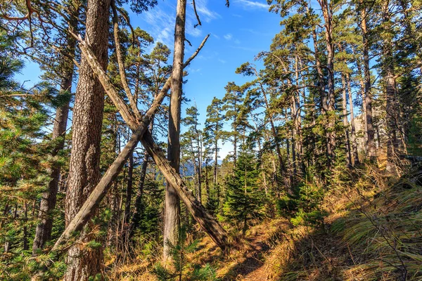 Naturskönt landskap av soliga höst barrskogar av tallar på blå himmel bakgrund. Västra Kaukasus-bergen — Stockfoto