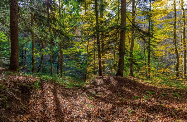 Scenic landscape of sunny golden autumn forest of pine trees at sunset. West Caucasus in October — Stock Photo, Image