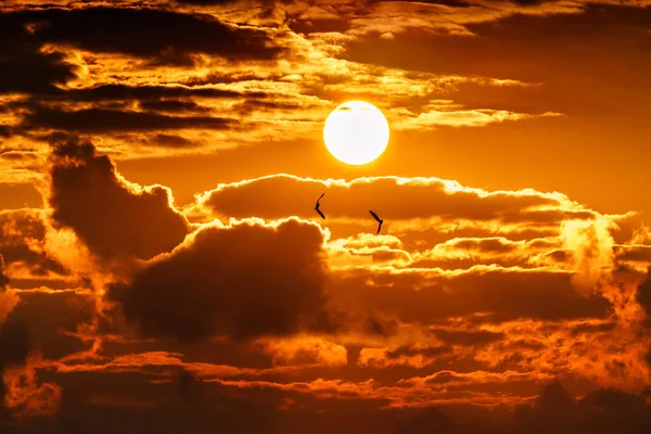Céu dourado alaranjado dramático do por do sol com disco do sol entre nuvens e duas gaivotas que voam. Cenário bonito — Fotografia de Stock