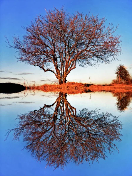 Beautiful scenic landscape of bare autumn tree by lake with reflection on water surface and blue sky. Duality in nature concept — Stock Photo, Image