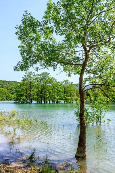 Lone tree on tiny grove of swamp cypress trees growing in Sukko lake water by Anapa, Russia. Scenic sunny summer blue sky landscape. Vertical view