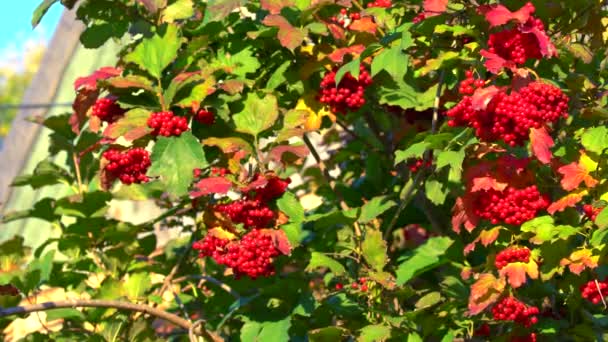 Clusters Ripe Red Guelder Rose Slightly Waving Wind Close Footage — Stock Video