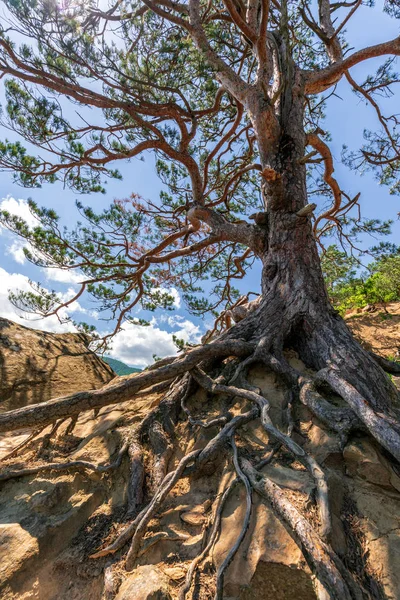 Plancheskiye Kayalıkları'nda eski köklü çam ağacı, Seversky District, Krasnodar Bölgesi, Batı Kafkasya, Rusya. Kafkas Dağları orman Manzara güneşli yaz mavi gökyüzü manzara. — Stok fotoğraf