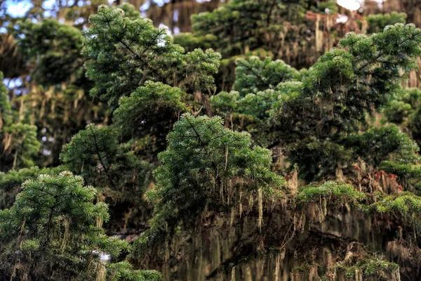 Árbol de abeto de montaña del Cáucaso ramas de coníferas musgosas naturaleza de cerca —  Fotos de Stock