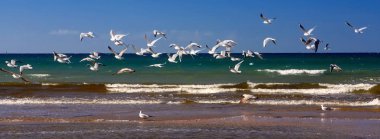 Anapa tarafından Karadeniz'in güzel doğal deniz manzarası, Rusya deniz martıları sürüsü uçan ve dalgalar kumlu sahil üzerinde kırma ile. Mavi gökyüzü altında güneşli plajda beyaz martılar.