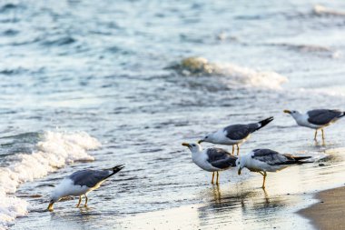 Karadeniz sahilindeki kumlu sahil şeridinde gri martısürüsü, su sıçratan dalgalardan deniz suyu içiyor. Martılar ile doğal deniz manzarası