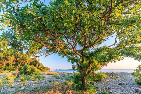 Vista panorâmica da praia pedregosa do Mar Negro com árvore branchy terebinth ao pôr do sol. Cenário à beira-mar. Bolshiy Utrish, Anapa, Rússia . — Fotografia de Stock