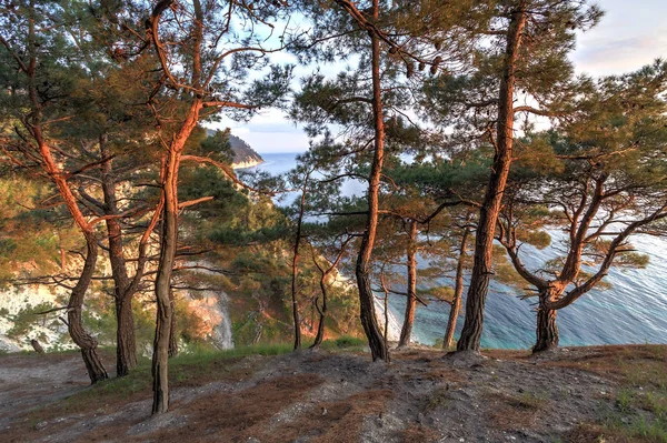 Bellissimo paesaggio panoramico di legno di pino sulla costa montuosa del Mar Nero al tramonto estivo. Paesaggio sul mare con cielo blu sulle montagne del Caucaso. Dzhankhot, Gelendzhik, Russia . — Foto Stock