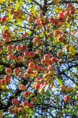 Ağaçta olgun elmalar. Doğa arka planı. Hasat ve kırsal kavram