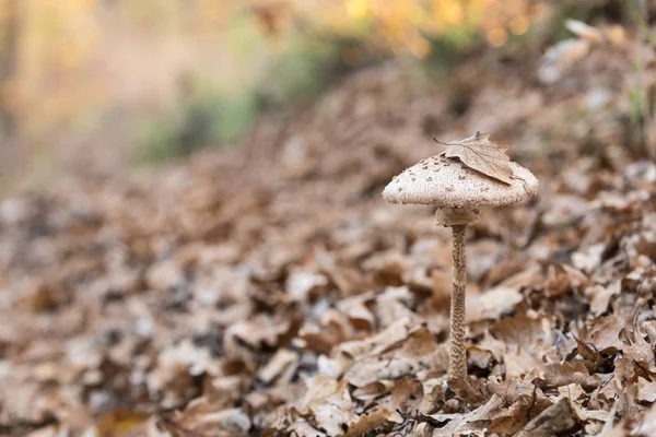 Cogumelo Macrolepiota no outono caído folhagem fundo. Vista de perto. Conceito de outono  . — Fotografia de Stock