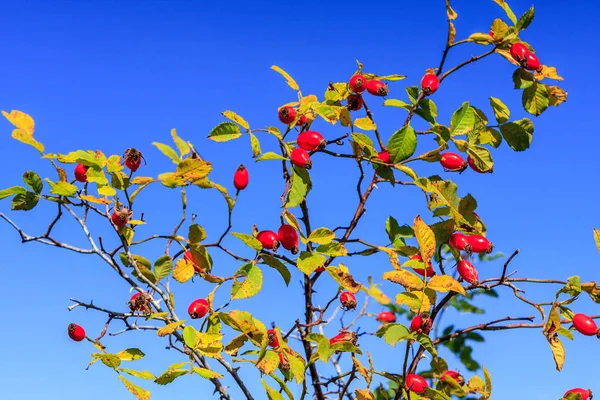 푸른 하늘 배경에 dogrose 베리 지점의 경치 클로즈업. 가을 자연 화창한 날 배경입니다. 가을 컨셉. — 스톡 사진