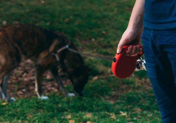 Red Dog Leash Mans Hand Walking Brown Dog Park Pet — Stock Photo, Image