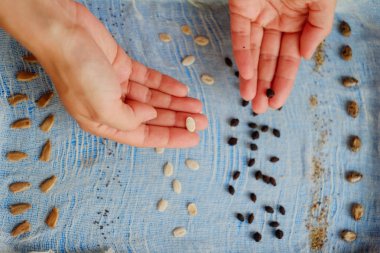 test for germination of seeds in a moist environment, hands holding seeds. clipart