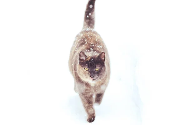 Gato Grande Camina Invierno Nieve Salud Cuidado Los Animales —  Fotos de Stock