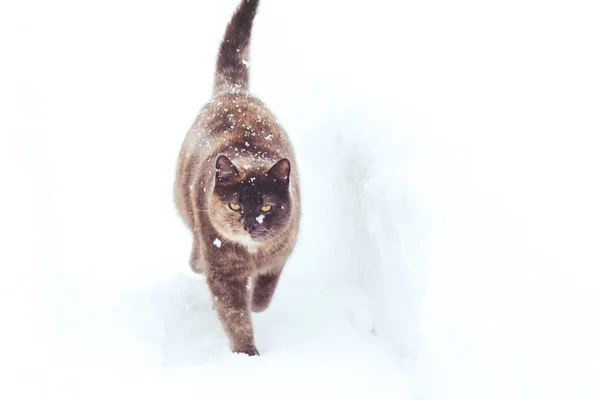 Nagy Macska Séta Téli Egészségügyi Állat Gond — Stock Fotó
