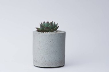 Tasarımcılar için beyaz bir arka planda beton bir pot içinde succulent