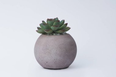 Tasarımcılar için beyaz bir arka planda beton bir pot içinde succulent