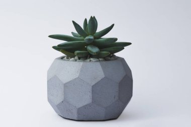 Tasarımcılar için beyaz bir arka planda beton bir pot içinde succulent