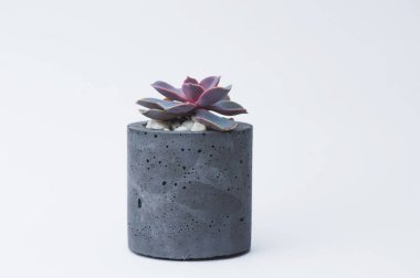 Tasarımcılar için beyaz bir arka planda beton bir pot içinde succulent