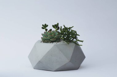 Tasarımcılar için beyaz bir arka planda beton bir pot içinde succulent